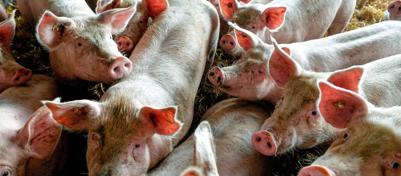 Γερμανία: Εντοπίστηκαν 3 νέα κρούσματα αφρικανικής πανώλης των χοίρων